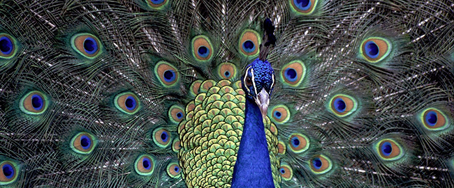 peacock