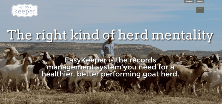 Herd mentality 
